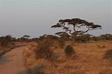 Pictures of Where Is The Serengeti National Park