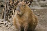 Images of Jungle Rodent
