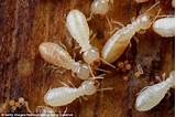 Pictures of Terminix Termite Fumigation