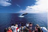 Pictures of When Is Whale Watching In Maui