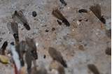 Flying Termite Images