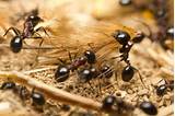 Images of How Do Carpenter Ants Feed The Queen