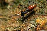 Images of Termite Camera