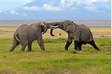 Images of Kenya Tanzania Safari Packages