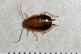 Cockroach Size Pictures