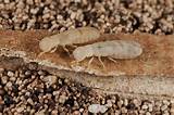 Termite Pictures Florida Images