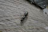 Photos of Can Carpenter Ants Kill A Tree