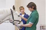 Equine Veterinary Technician Salary Images