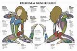 Images of Muscle Exercise Groups