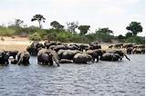 Safari Chobe National Park