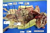 Images of Rat Dissection