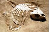 Where Are Fossils Found Photos