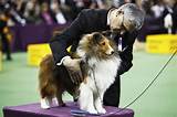 Photos of Westminster Dog Show Terrier Group