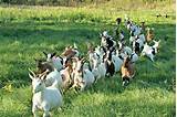 Photos of Goat Farms