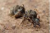 Pictures of Ant Types