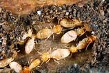Pictures of Can Termites Harm Humans
