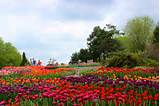 Landscape Flowers