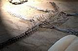 Photos of Queensland Fossils