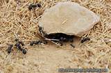 Images of Insecticidal Dust For Carpenter Ants