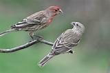 What Is The Difference Between A House Finch And Photos