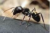 Large Carpenter Ants