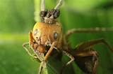 Images of Carpenter Ant Bites At Night