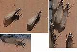 Pictures of Swarming Termites Treatment