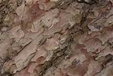 Pine Straw Termites Pictures