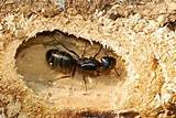 Queen Carpenter Ants