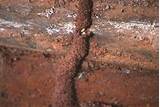 Images of Termite Damage Mud