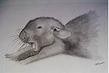 Rat Drawing Images