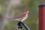 Incubation Period For House Finch