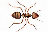 Pictures of Queen Ant Exterminator