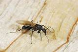 Carpenter Ants Vs Argentine Ants
