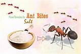 Ant Treatment Home Remedies
