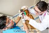 Equine Veterinary Technician Salary Pictures