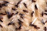 Termite Damage Minnesota