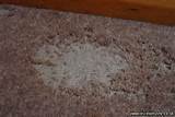 White Ants Under Carpet Pictures