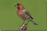 Utah House Finch