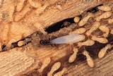 Termite Eggs In House