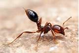 Controlling White Ants Images