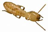 Pictures of Termite Cockroach