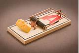 Pictures of Mouse Trap With Peanut Butter