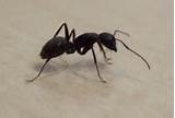 Black Carpenter Ants Pictures