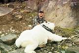 Mountain Goat Hunting Pictures