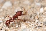 Harvester Ant Control Images