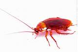 Red Cockroach