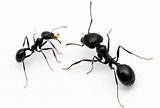 North American Carpenter Ants Pictures