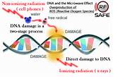 How Does The Cell Repair Damaged Dna Photos