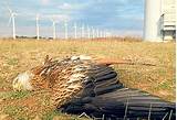 Pictures of Wind Turbines Dead Birds